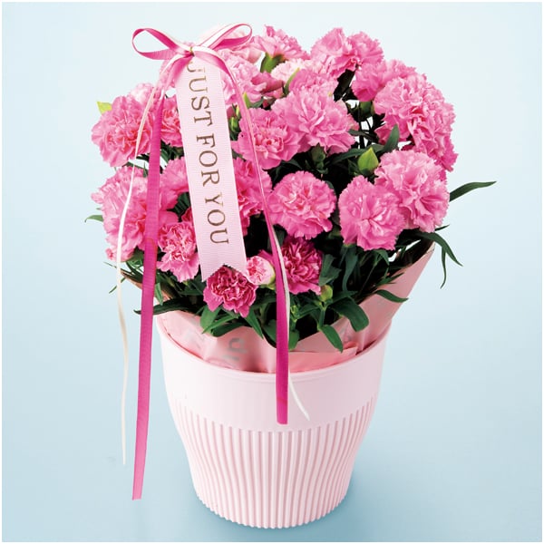 アサミグリーンプランツ カーネーション「ホットハート」(SUSTEE付)＋和泉屋 カステラ「綺麗菓」【母の日】　商品画像3