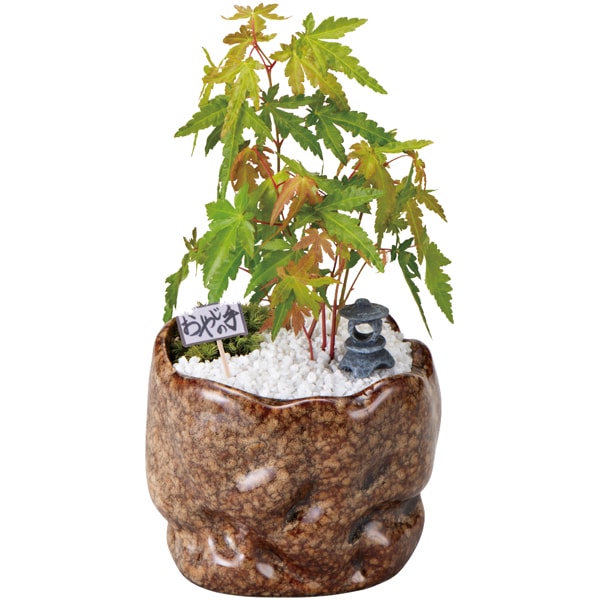 新月バラ園 親父の手紅葉(SUSTEE付)＋花菓蔵の粒あんどら焼き【父の日】　商品画像3