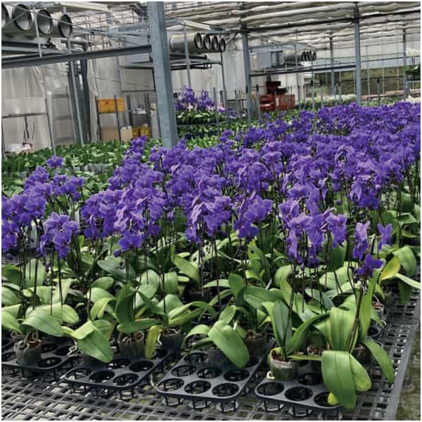 石原産業 胡蝶蘭「BLUE GENE(ブルージーン)」(SUSTEE付)1本立ち【父の日】 商品画像3