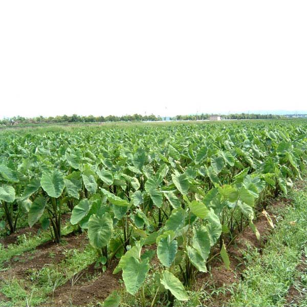 岩手県北上市産 二子さといも Lサイズ 3kg【お届け期間：9月23日〜11月13日】【フードアルチザン】　商品画像3