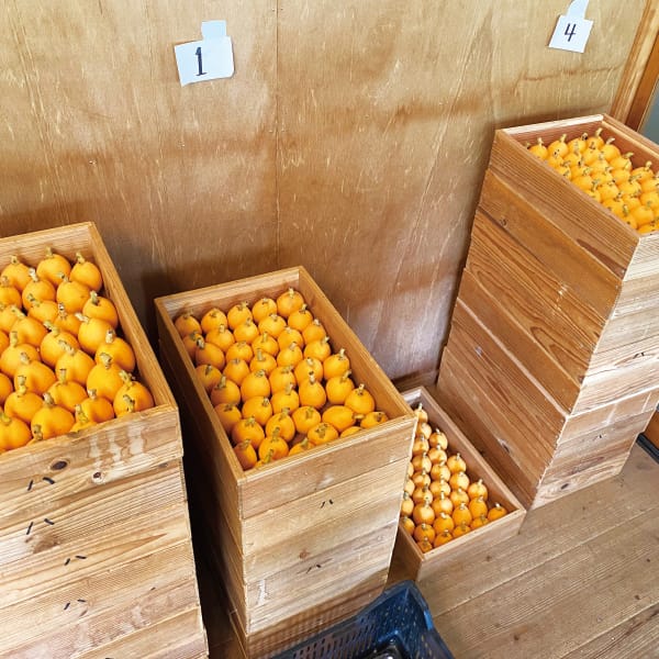 千葉県館山市産 榛沢さんのハウスびわ 3Lサイズ12粒入り×2箱 【お届け期間:5/1(金)〜6/12(金)】【MK】　商品画像3