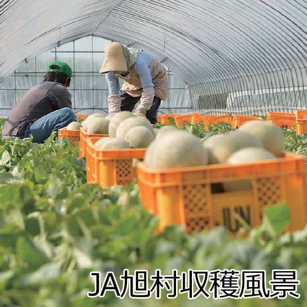 茨城県産(JA茨城旭村) オトメメロン(3Lサイズ4個)【お届け期間:4月27日〜5月17日】【KN】　商品画像3