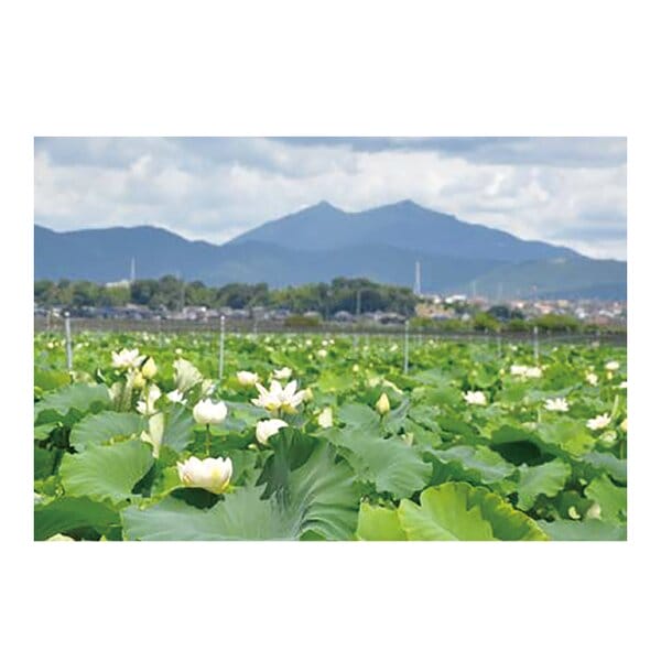 茨城県 茨城県産 JA水郷つくば(れんこんセンター) 新物れんこん 1箱(2kg入り)【お届け期間:6月14日〜6月30日】【KN】　商品画像2