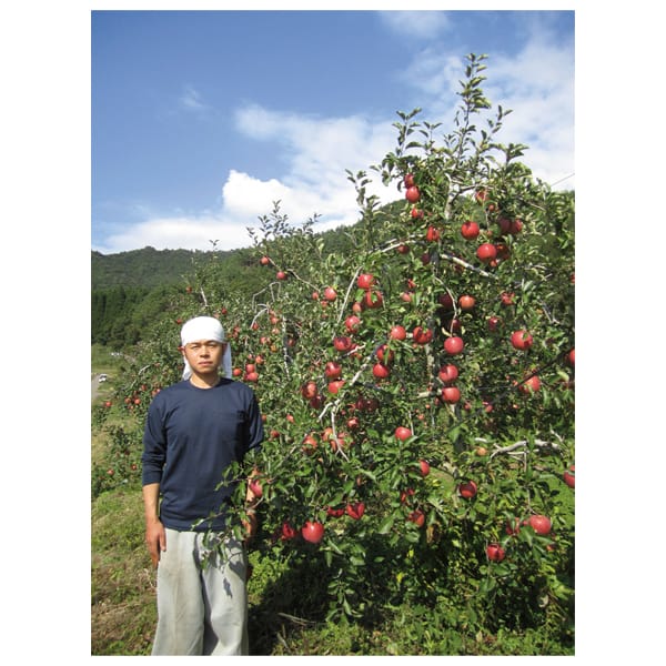 長野県(高山村)産 名倉さんちのサンふじりんご16玉入(4.8kg以上)【CB】　商品画像3