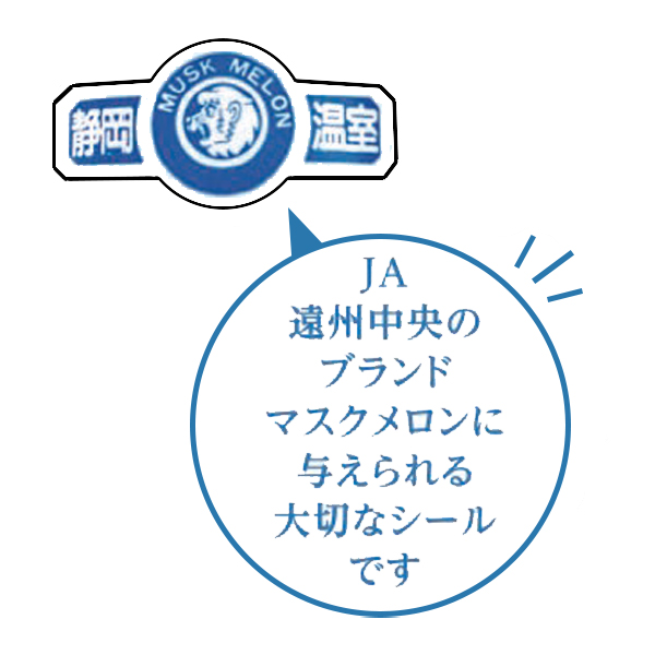 静岡県産(遠州中央農業協同組合) マスクメロン 白・1個【お届け期間:6月23日〜8月15日】【CB】　商品画像3
