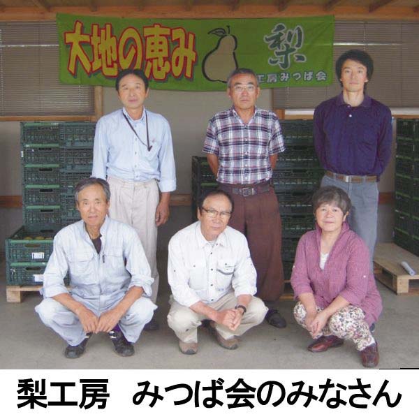 新潟県産(加茂市)みつば会 ル レクチエ 3.9kg以上(7〜14玉)【お届け期間 11／18〜12／28】【ふるさとの味・北陸信越】　商品画像3