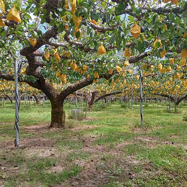 新潟県産(加茂市)伊丹さんのル レクチエ(特選)4kg(8〜10玉)【お届け期間 11／18〜12／28】【ふるさとの味・北陸信越】　商品画像3