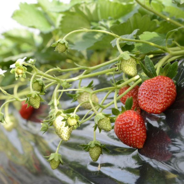 栃木県産フレッシュ園渡辺 つる付きいちご（とちおとめ）C 2パック入り【ふるさとの味・南関東】 いちご