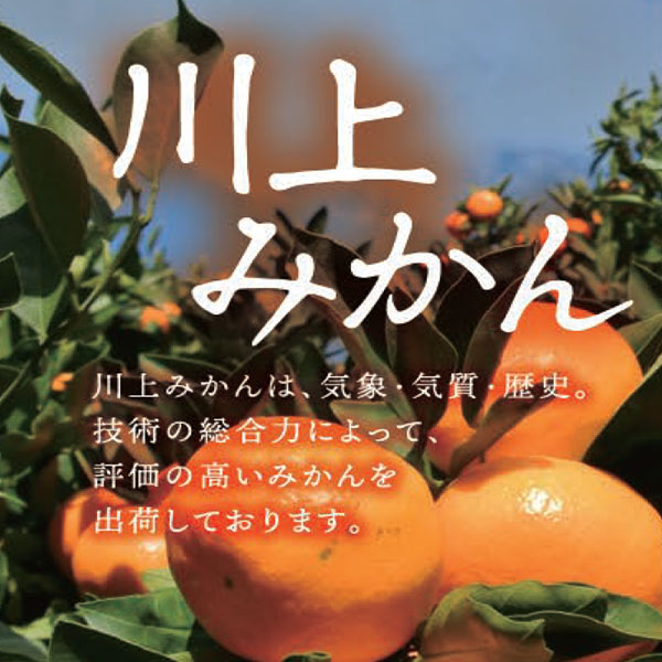 愛媛県産(JAにしうわ・川上共選)味ピカみかん 計5kg以上・Lサイズ【お届け期間:11月21日〜12月28日】【ふるさとの味・中四国】　商品画像3