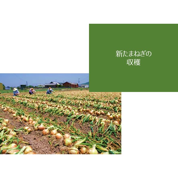 兵庫県産 JAあわじ島 淡路島たまねぎ 秀品 3kg Lサイズ(新たまねぎ)【お届け期間:4月1日〜4月30日】【春野菜】【NN】　商品画像3