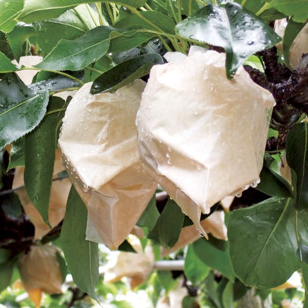 鳥取県産(JA鳥取中央) 東郷の二十世紀梨 赤秀5kg3L14玉または4L12玉(お届け期間:8月26日〜9月25日)【NN】　商品画像3