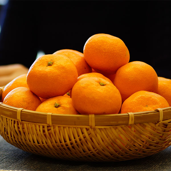 静岡県産(三ケ日) 熟果みかん 青島種 5kg【お届け期間:1月5日〜1月31日】【お買い得セール12月】 商品画像2