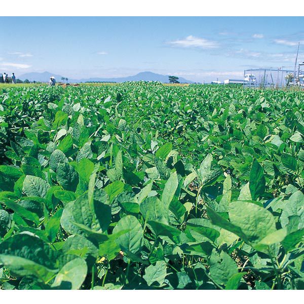 新潟県新潟市西区小平方産 くろさき茶豆「かおり」(茶豆1.5kg以上)【お届け期間:8月1日〜9月10日】【KN】　商品画像3