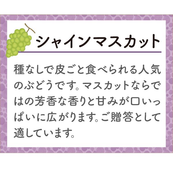 山形県産 シャインマスカット1房(500g)【限定200箱】【お届け期間：9月20日(金)〜10月31日(木)】【ふるさとの味・南関東】　商品画像3