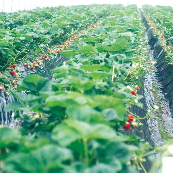 岡山県産 雪本さんの土耕栽培いちご(おいCベリー)化粧箱 計380g・12〜15粒【お届け期間:1月20日〜3月20日】【旬鮮便】【NN】　商品画像3