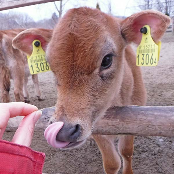 (栃木県) 那須ジャージーマリアージュ バターフィナンシェ 10個入 (フィナンシェとはフランス起源の焼き菓子です)【お届け期間9月15日〜11月10日】【秋のスイーツ特集】【ふるさとの味・北関東】　商品画像3