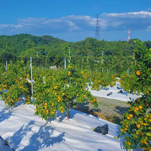 福岡県産 みかん 華たちばな 3kg【お届け期間：12月26日〜12月30日】【年末年始ごちそう特集】　商品画像3