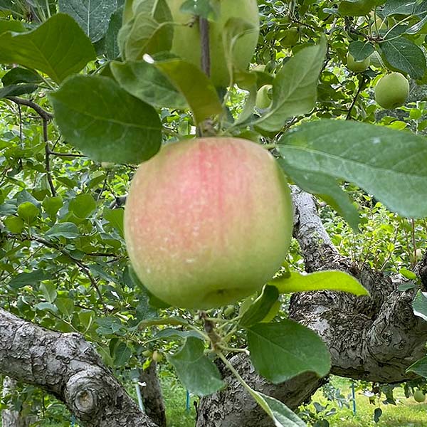 青森県産 田村さんのりんご 弘前ふじ 3kg 8~12個【限定50点】【お届け期間：10月5日〜10月15日】【お買い得セール9月】　商品画像3