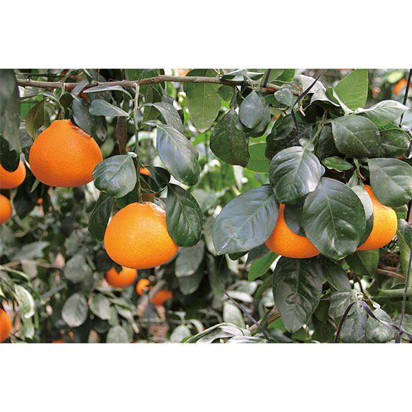 愛媛県産(JAえひめ中央中島選果場) 紅まどんな 3kg 青秀 3Lサイズ【限定200点】【お届け期間:11月20日〜12月25日】【ブラックフライデー】 商品画像3