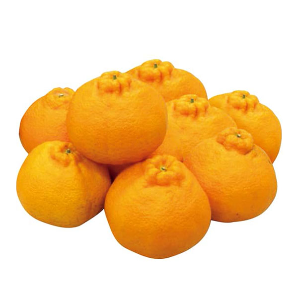 鹿児島県産 大将季 3kg【限定100点】【お届け期間:12月20日〜12月28日】【イオンゴールドカード会員さま限定特別セール12月】 商品画像3