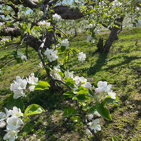 青森県産 りんご サンふじ 9個 大玉２Lサイズ 糖度13度選果【限定100点】【お届け期間：1月15日〜1月31日】【初売り】　商品画像3