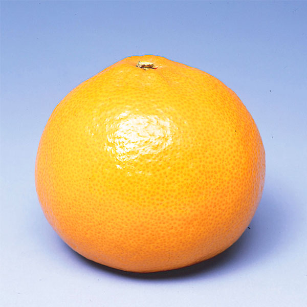 愛媛県産(JA全農えひめ) せとか 1.7kg 青秀3L 6個 【限定100点】【お届け期間:3月1日〜3月15日】【イオンゴールドカード会員さま限定特別セール2月】 商品画像3