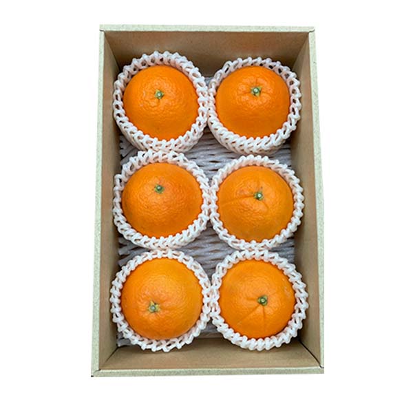 愛媛県産(JAえひめ中央中島選果場)デリッシュネーブル 1.5kg 2L〜4L(6玉ー4玉)【お届け期間:3月1日〜3月15日】【イオンゴールドカード会員さま限定特別セール2月】 商品画像3