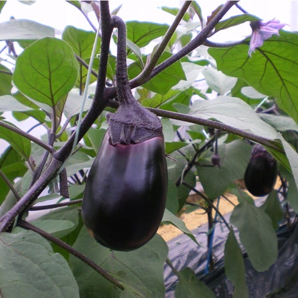 大阪 天政松下 水なすセット 5個入 大阪泉州産地区水茄子使用 ぬか漬3