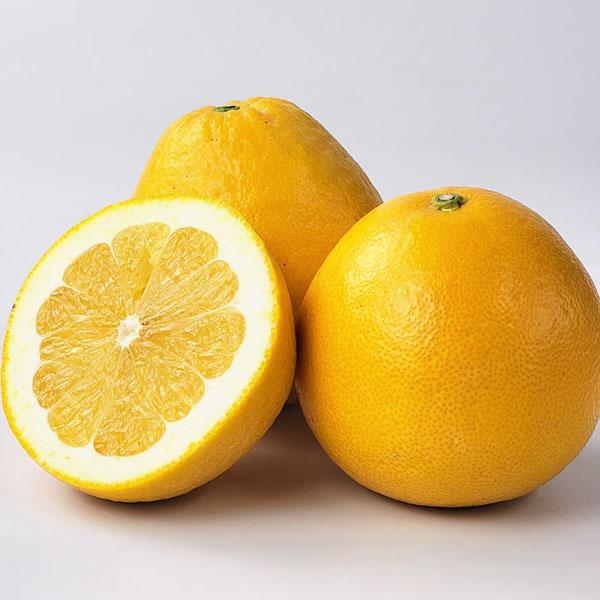 熊本県産 河内晩柑(ジューシーオレンジ) 10kg【お届け期間：4月1日〜4月25日】【超！春トク祭り】　商品画像3