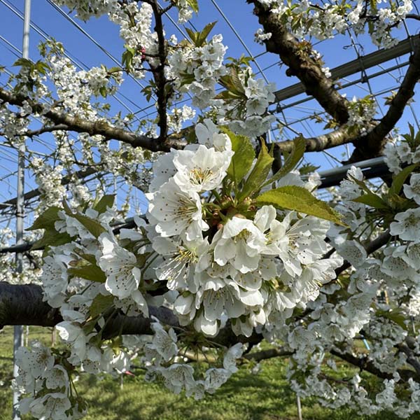 山形県産天童生産組合 さくらんぼ 佐藤錦 500g 手詰め 桐箱 L〜2L【お届け期間：6月1日〜6月30日】【おいしいお取り寄せ】　商品画像2