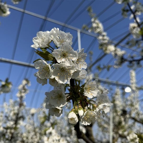 山形県産 天童生産組合 さくらんぼ 紅秀峰 300g×2パック入 バラ (秀品 L〜2Lサイズ)【お届け期間:6月15日〜7月2日】【おいしいお取り寄せ】 商品画像2