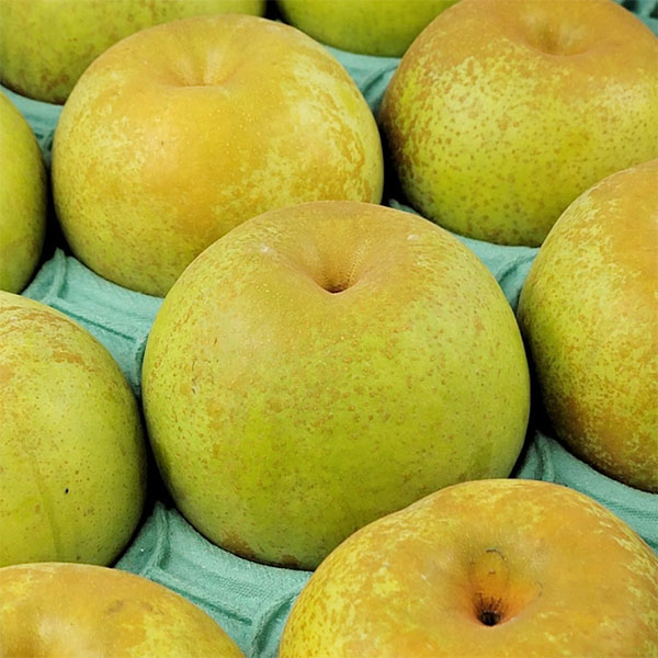 熊本県産 秋麗梨 2kg 5〜10玉【限定100点】【お届け期間:8月12日〜8月31日】【サマーセール】 商品画像3