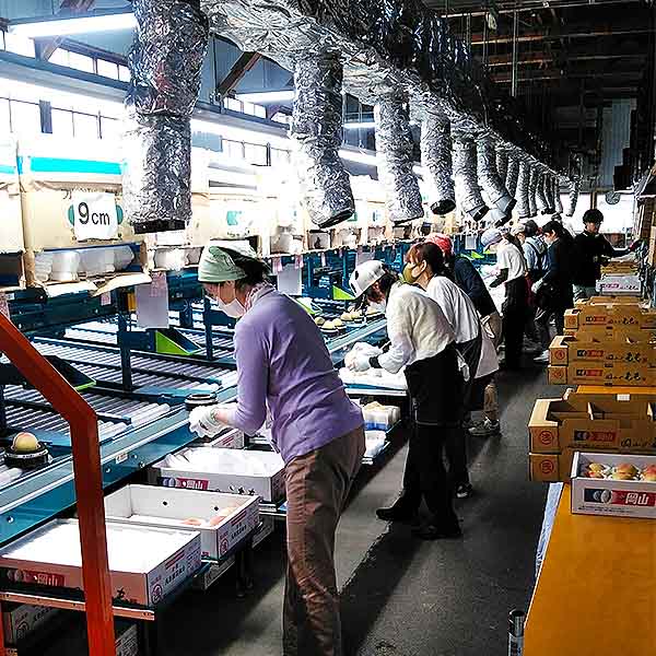 岡山県産 もも 天候のいたずら ご自宅用 わけあり  6〜9個【限定100点】【お届け期間：6月26日〜7月28日】【GW】　商品画像3