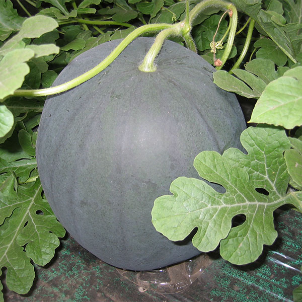 北海道産(JA当麻) でんすけすいか 優品 2L以上【お届け期間：7月11日〜8月15日】【北海道フェア】　商品画像3