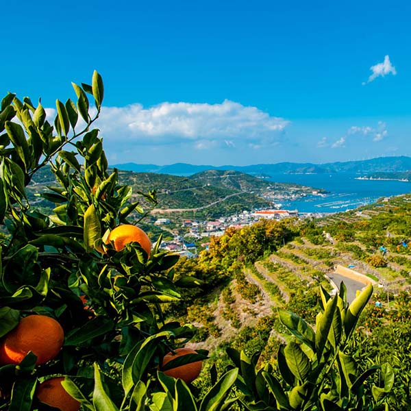 ミヤモトオレンジガーデン みかん寒天ゼリー オールスター食べ比べセット【おいしいお取り寄せ】　商品画像3