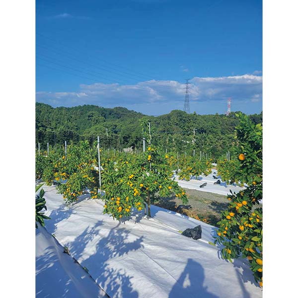 福岡県産 みかん 華たちばな(いしじ)糖度12度以上(お届け期間：11/15〜12/23)【冬の贈りもの・お歳暮】　商品画像3