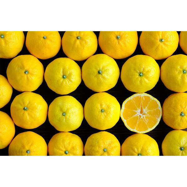 愛媛県八幡浜産 柑橘 媛小春2.5kg【限定300点】(お届け期間：2月1日〜2月28日)【おいしいお取り寄せ】　商品画像3