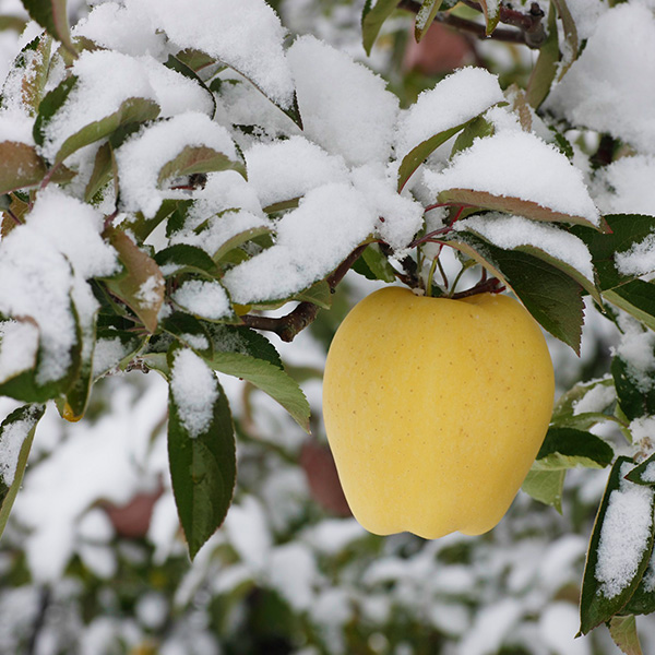 岩手県産(JA花巻) りんご はるか L 8個 丸秀品2.2kg【限定80点】(お届け期間:12月10日〜12月30日)【おいしいお取り寄せ】 商品画像3