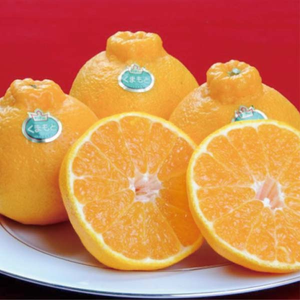 熊本県産 晩白柚・デコポンセット(お届け期間：11/11〜12/30)【冬の贈りもの・お歳暮】　商品画像3