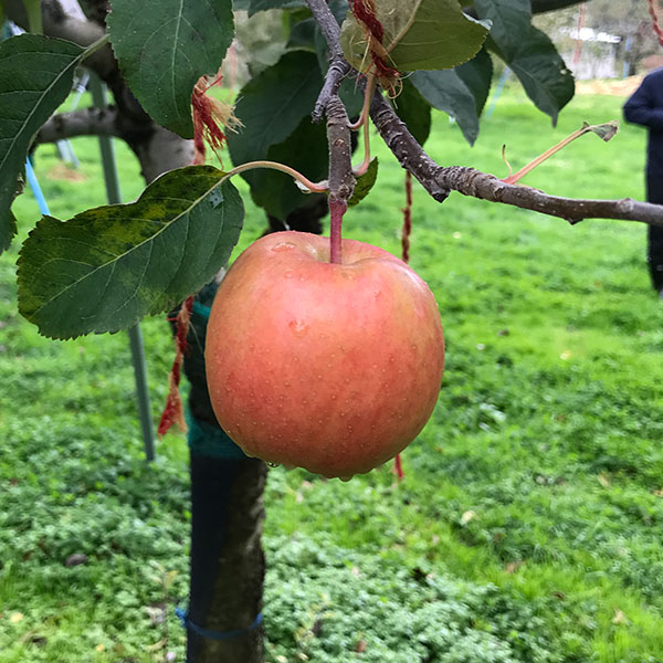 青森県産(JA津軽みらい石川) こみつりんご(黒箱)特選2kg【限定500点】(お届け期間:11月20日〜12月29日)【おいしいお取り寄せ】 商品画像3