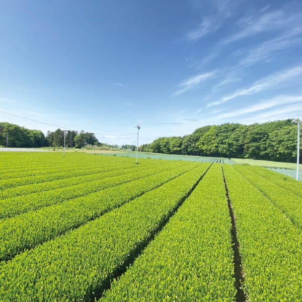 茨城県 お茶の根本園さしま茶アイスセットSN-4【お届け期間】2025年10月26日-2026年1月10日【冬の贈りもの・お歳暮】【KN】　商品画像3