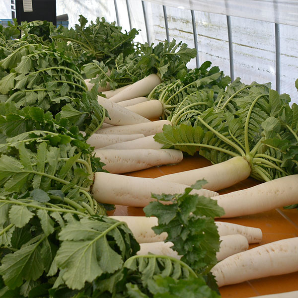 京都府舞鶴市 佐波賀だいこん 4本入 (1本1.5kg以上)【限定50点】【お届け期間：1月20日〜2月10日】【フードアルチザン】　商品画像3