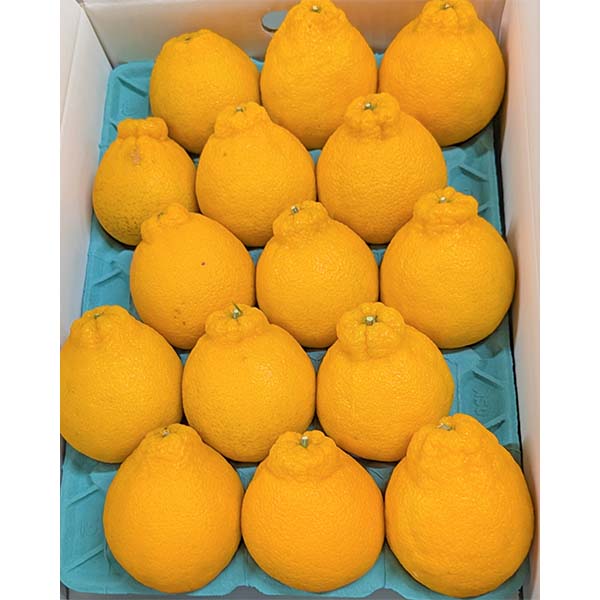 福岡県産(JA粕屋) デコポン 家庭用小玉 3.0kg【限定200点】【お届け期間：2月20日〜3月31日】【お買い得セール2月】　商品画像3