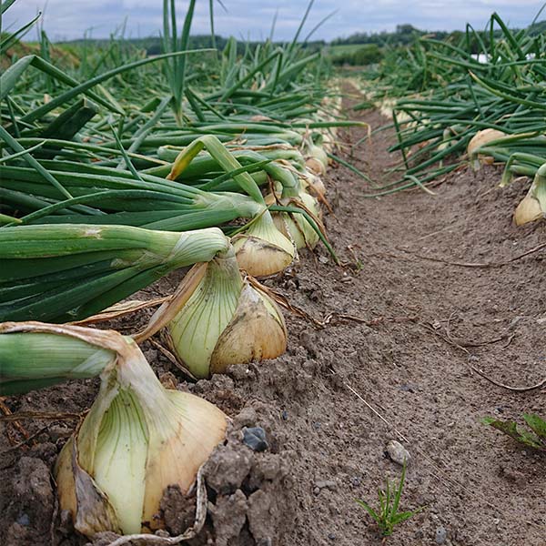 北海道産(トップバリュ減の恵み) じゃがいも たまねぎ詰合せ 計5kg【限定200点】【お届け期間:12月20日〜12月30日】【イオンゴールドカード会員さま限定特別セール12月】 商品画像3