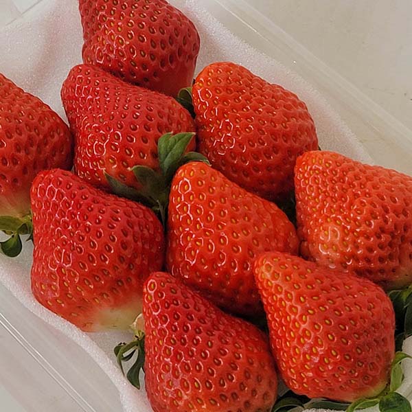 熊本県産 ゆうべに苺 250g×2パック【お届け期間:1月7日〜2月28日】【おいしいお取り寄せ】 商品画像3