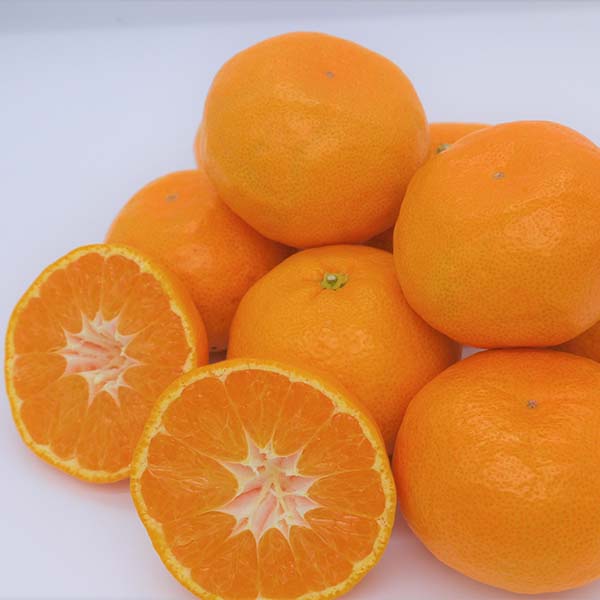 静岡県産(JAとぴあ浜松) 青島みかん Lサイズ 3kg【限定300点】【お届け期間:1月10日〜2月10日】【Aセレクション1月】 商品画像3