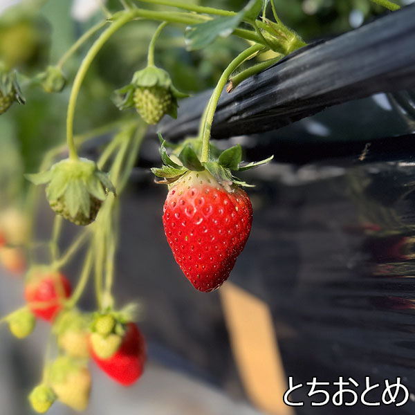 宮城県産 小林さんのいちご おまかせ4種詰合せ【限定200点】【お届け期間：1月20日〜2月20日】【初売り】　商品画像3