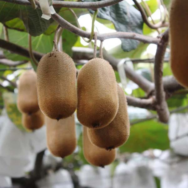 香川県産(JA香川県) キウイフルーツ 香緑 化粧箱入り 5L〜3L 8〜10玉【限定50点】【お届け期間:1月5日〜1月30日】【受験生応援特集】【おいしいお取り寄せ】 商品画像3