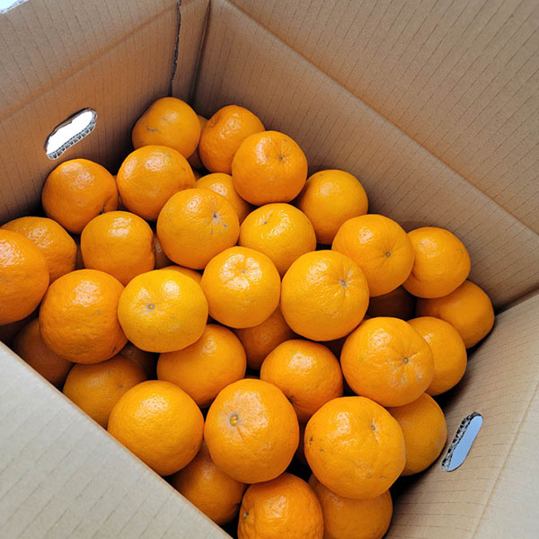 熊本県産 ポンカン 5kg【お届け期間：2月1日〜2月28日】【イオンゴールドカード会員さま限定特別セール1月】　商品画像3