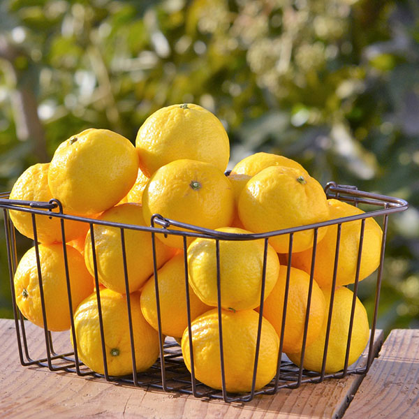 愛媛県八幡浜産 柑橘 媛小春 わけあり ご家庭用 4kg【限定500点】【お届け期間：2月20日〜3月10日】【お買い得セール2月】　商品画像3